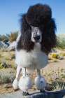 Parti poodle Art Print